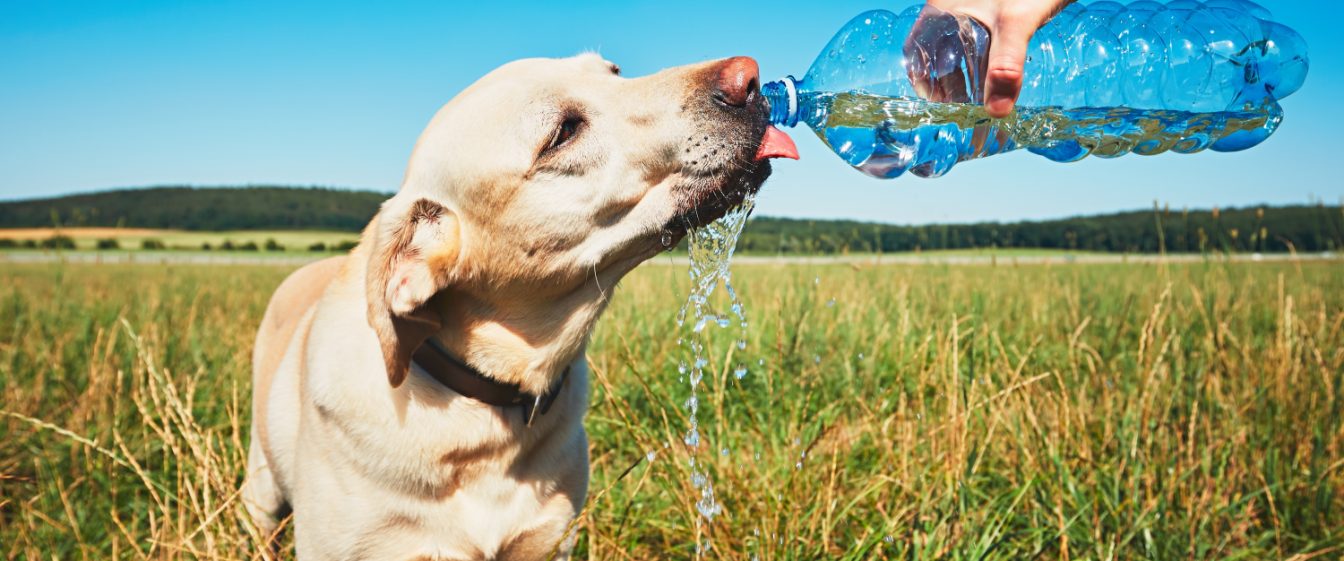 Thirsty dog in hot day