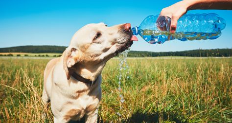 Thirsty dog in hot day