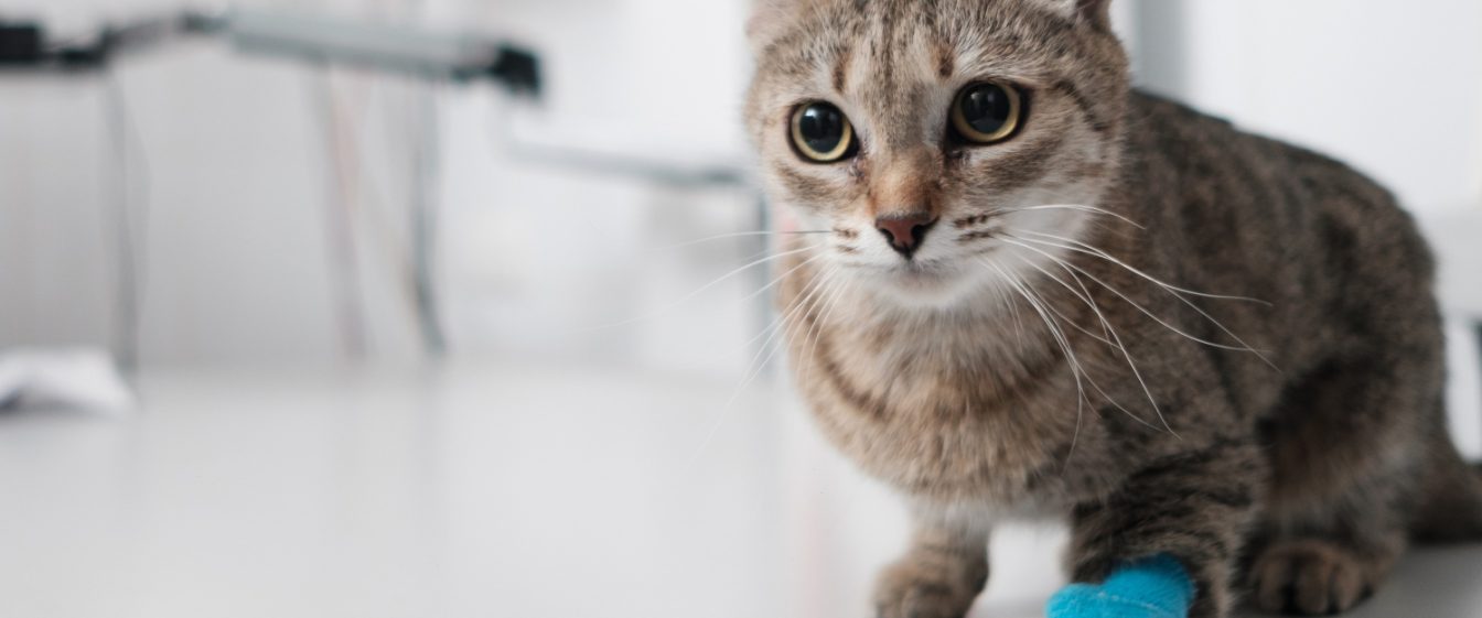 cat with bandaged catheter