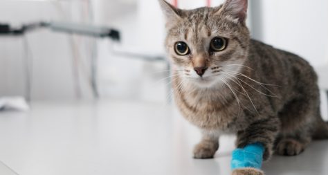 cat with bandaged catheter