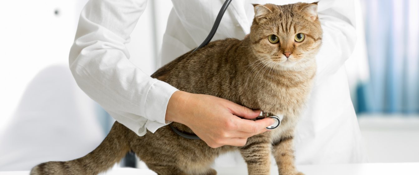 Concerned cat having its heart auscultated by a vet in a white coat