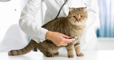 Concerned cat having its heart auscultated by a vet in a white coat