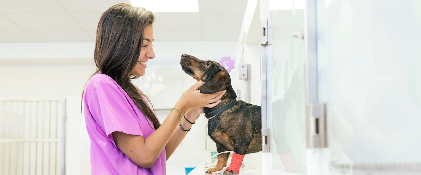 a lady in pink scrubs caring for a daschund with a bandage on.