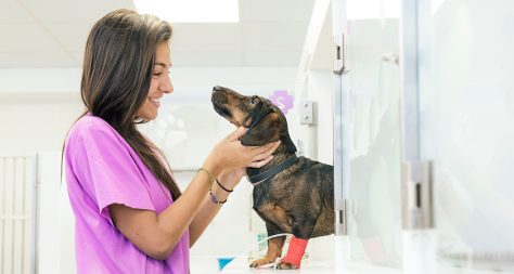 a lady in pink scrubs caring for a daschund with a bandage on.