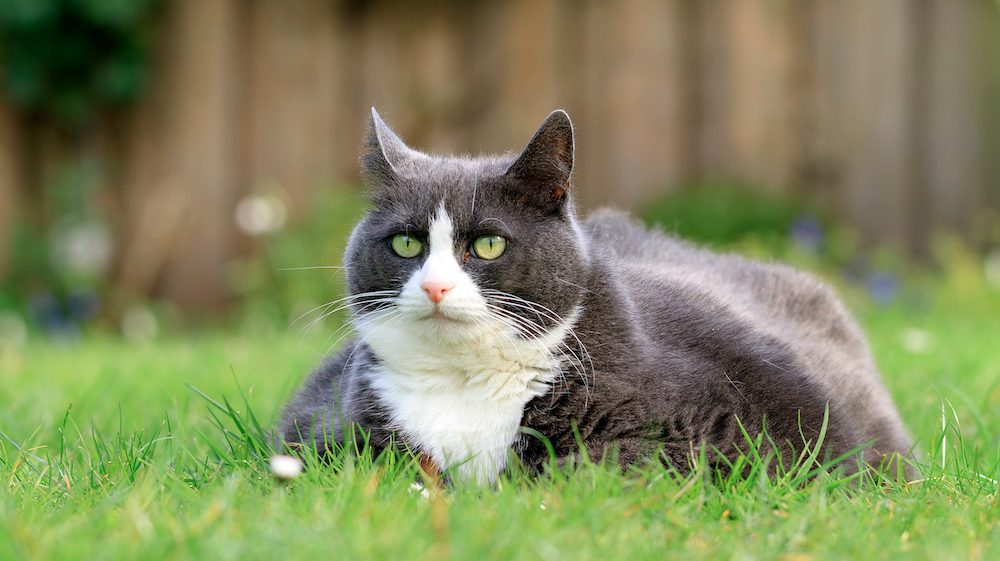 very fat cat looking content sat in a green garden