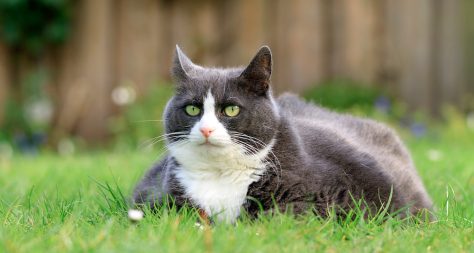 very fat cat looking content sat in a green garden