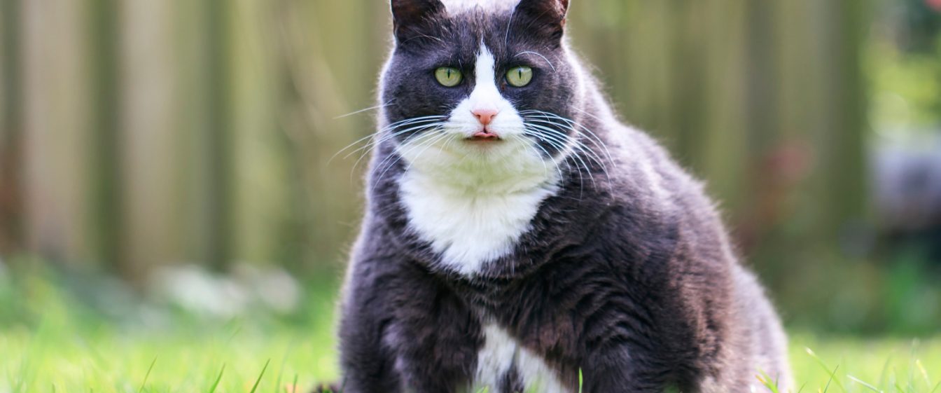 Large black and white cat sat in a garden