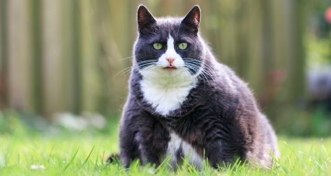 Large black and white cat sat in a garden