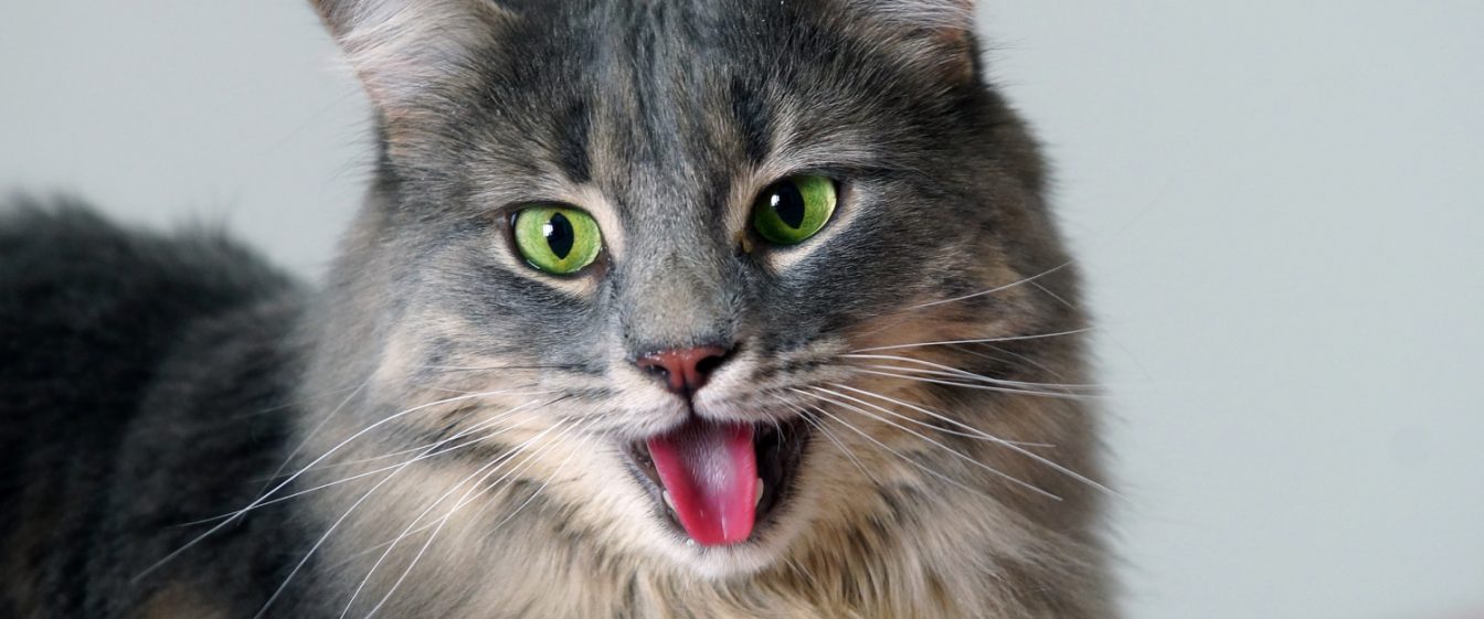 grey panting cat