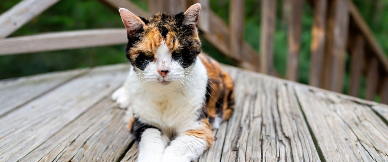 Old thin hyperthyroid cat laying on a garden deck