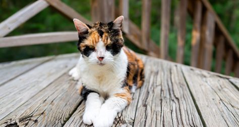 Old thin hyperthyroid cat laying on a garden deck