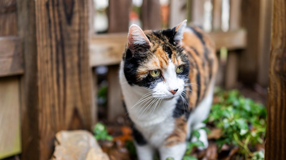 Hyperthyroid tabby cat in the garden looking healthy