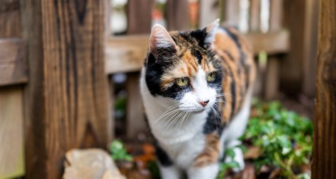 Hyperthyroid tabby cat in the garden looking healthy