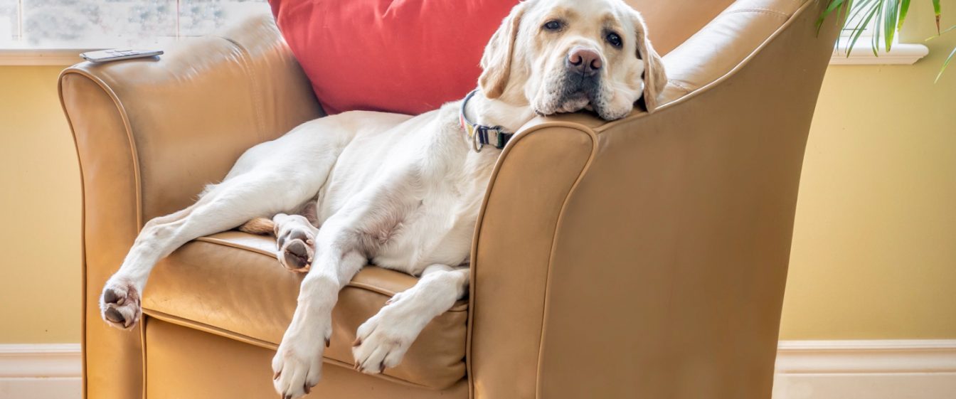 lazy or tired labrador relaxing in an armchair