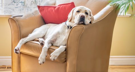 lazy or tired labrador relaxing in an armchair