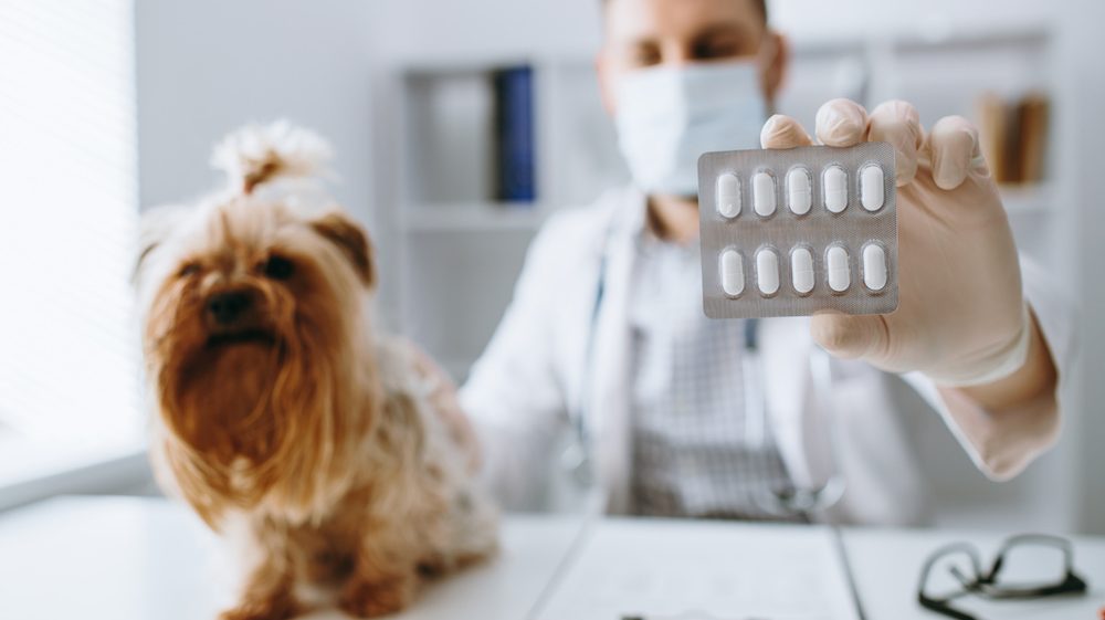 A yorkshire terrier on a tabel with a strip of tablets and a vet sat behind.