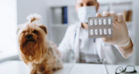 A yorkshire terrier on a tabel with a strip of tablets and a vet sat behind.