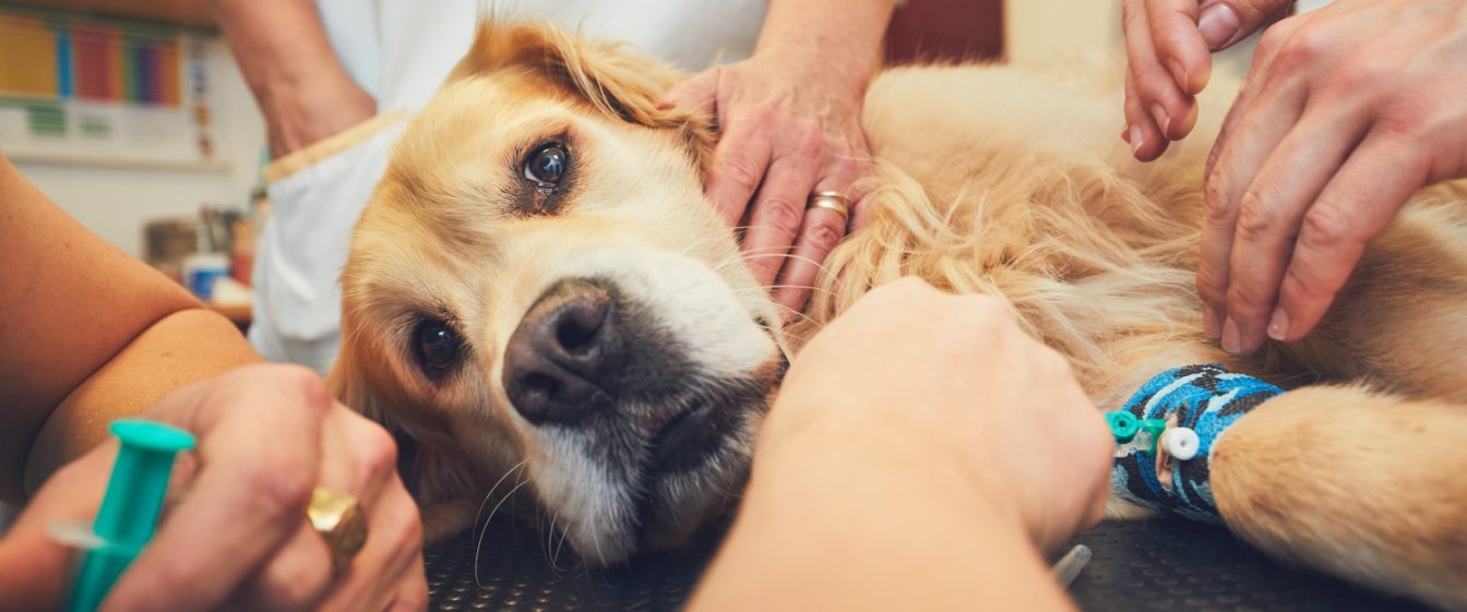 dog laying on a table with several nurses holding it