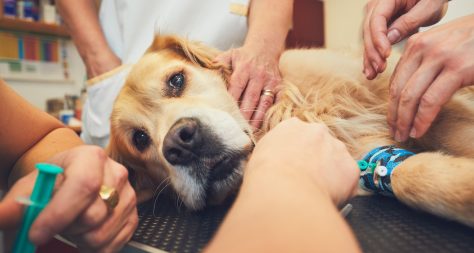 dog laying on a table with several nurses holding it