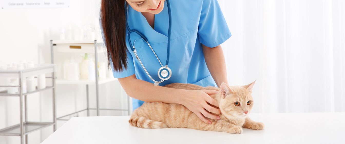 a ginger cat laying on a table with a veterinary nurse who has a stethoscope around her neck