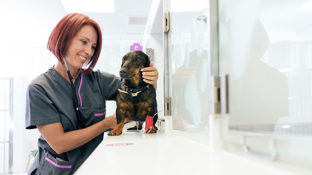 Veterinarian nurse hugging a beautiful small dog in front of kennels.