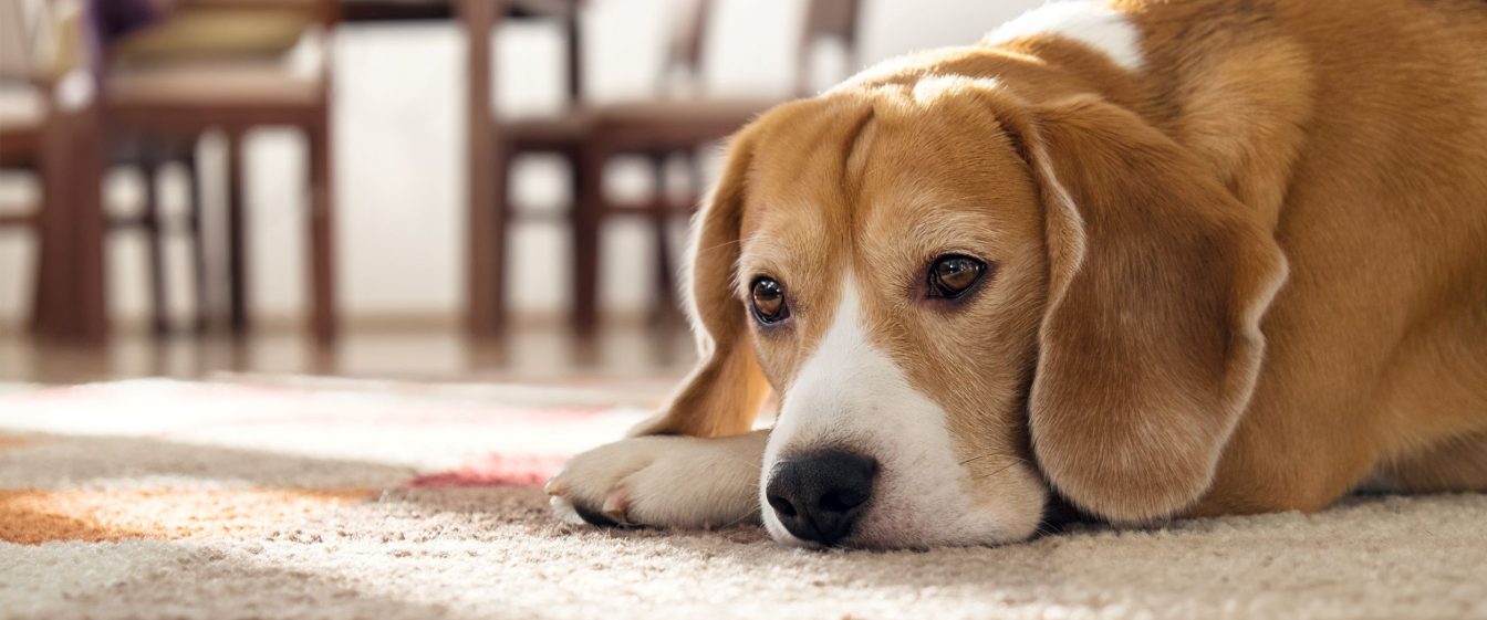 beagle dog laying down on carpet looking sad