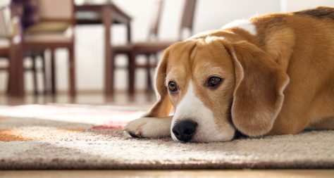 beagle dog laying down on carpet looking sad
