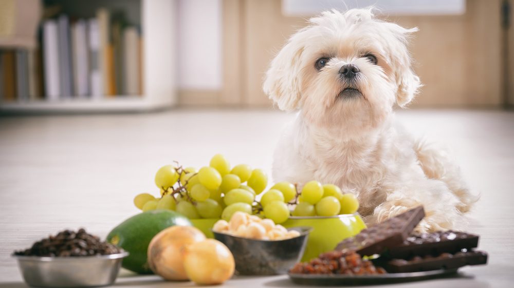 Little white maltese dog and food ingredients toxic to him placed next to him