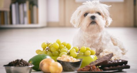 Little white maltese dog and food ingredients toxic to him placed next to him