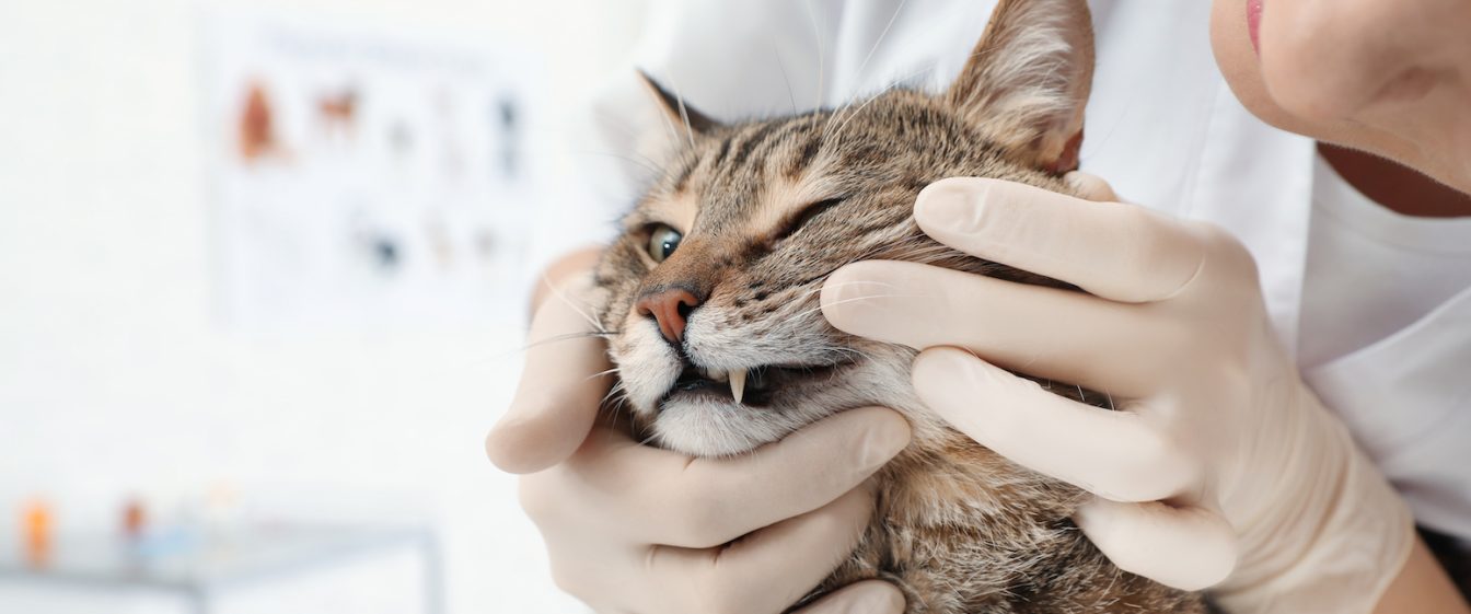 cat having its teeth examined by gloved hands