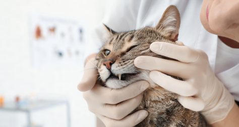 cat having its teeth examined by gloved hands